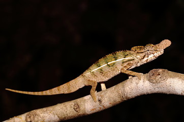 Furcifer rhinoceratus