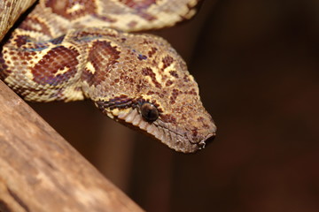 Sanzinia madagascariensis