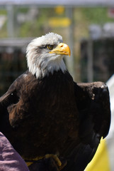 Rapace : pygargue à tête blanche, symbole des Etats Unis d'Amérique.