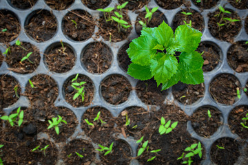 Seed growing  in a tray plant a tree