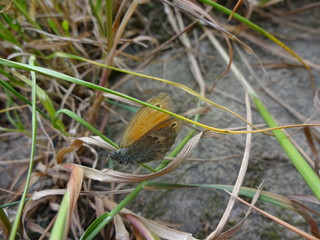 Schmetterling im Gras