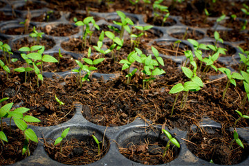 Seed growing  in a tray plant a tree