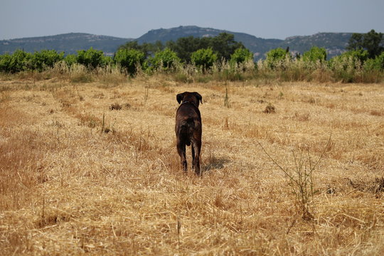 chien de dos dans un pr&eacute; et devant des vignes