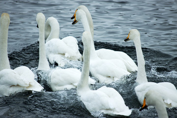 Obraz premium Swan on the water