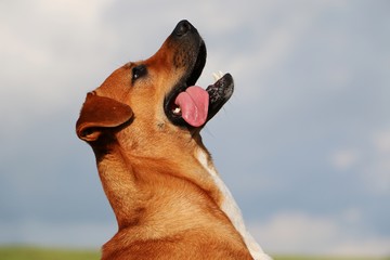 witziger brauner hund im portrait