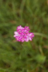 Obraz premium Pink rosary flowers.