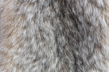 Canada Lynx fur. Fur of lynx close up texture.
