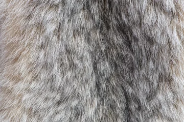 Gordijnen Canada Lynx fur. Fur of lynx close up texture. © IB Photography