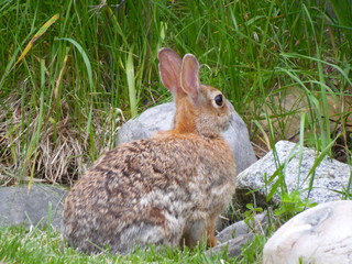 wild rabbit
