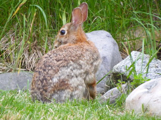 wild rabbit