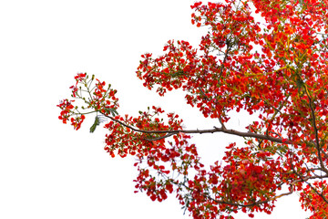 Caesalpinia pulcherrima Flame Tree flower, isolated