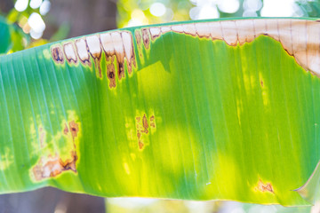plant disease on a banana leaf.