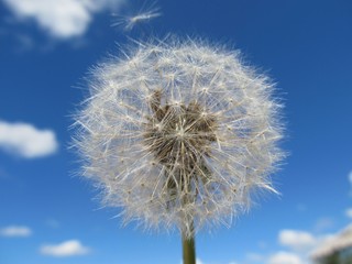 Dandelion in the sky. 