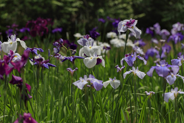 The irises blooming in Tokyo, Shobuda