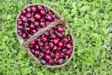 cherries in a large wicker basket