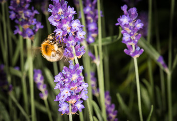 Hummel auf Lavendel