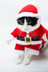 standing cat in Christmas dress and Santa Claus hat on studio white background. Christmas holiday concept in vertical.