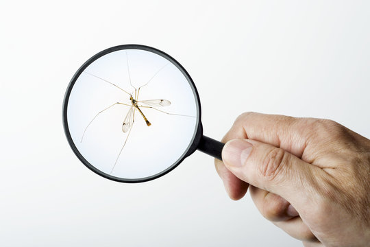 Schnake unter der Lupe