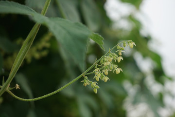 vine and flower