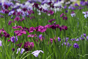 Obraz na płótnie Canvas The irises blooming in Tokyo, Shobuda