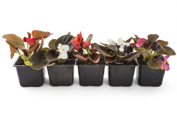Colorful young garden wax begonia flowers with leaves, Begonia semperflorens-cultorum, in flowerpot on white background - 159730653