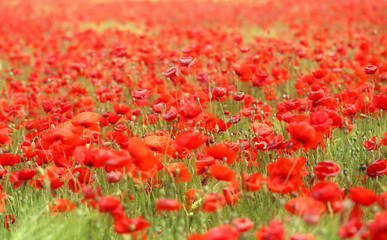 Photo of beautiful red poppies