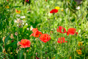 Red and beautiful poppies in bloom