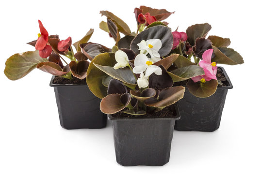 Colorful young garden wax begonia flowers with leaves, Begonia semperflorens-cultorum, in flowerpot on white background
