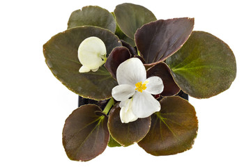 White young garden wax begonia flowers with leaves, Begonia semperflorens-cultorum, in flowerpot on white background - 159730847