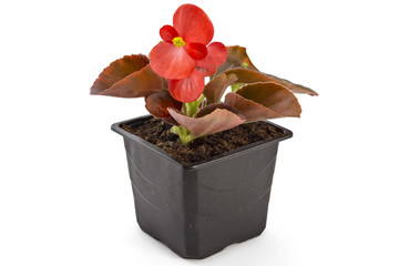 Red young garden wax begonia flowers with leaves, Begonia semperflorens-cultorum, in flowerpot on white background