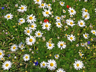meadow with dog daisies