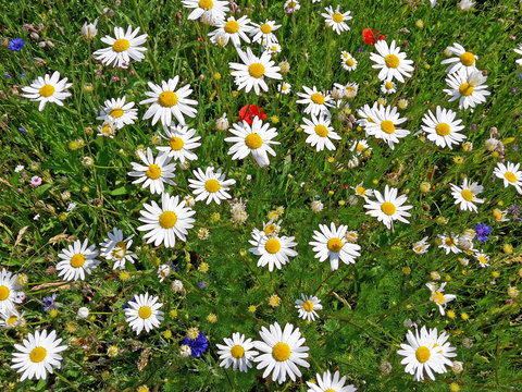 Fototapeta meadow with dog daisies