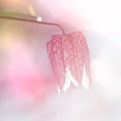 Pink chess flower - fritillaria, natural sconce