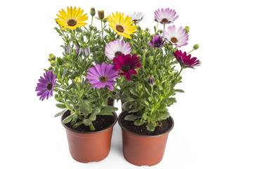 Colorful bouquet of young garden African Daisy flowers with leaves, Osteospermum Symphony, in flowerpot on white background