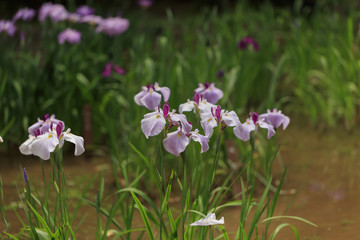 Fototapeta premium The irises blooming in Tokyo, Shobuda