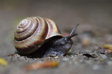 Grape snail