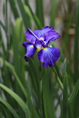 The irises blooming in Tokyo, Shobuda