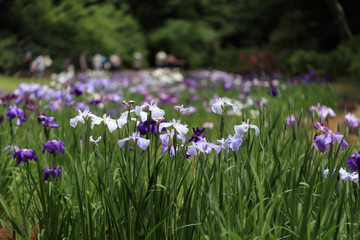 The irises blooming in Tokyo, Shobuda