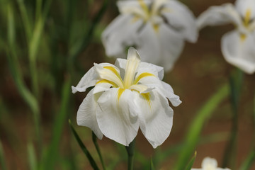 Tokyo, rainy season, irises