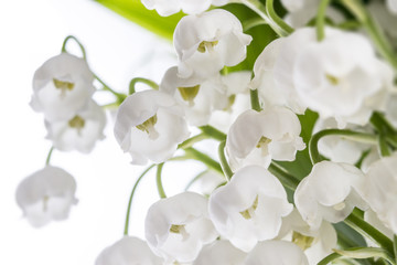 Twigs of lilies of the valley flowers, Convallaria Majalis, with green leaves. Closeup