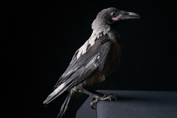 Close-up portrait of a raven bird isolated on black background. Young Carrion Crow, Corvus corone...