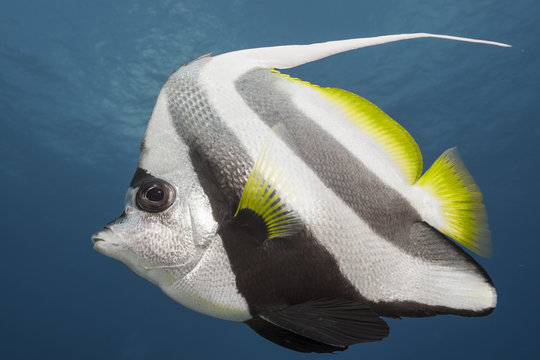 Side view of pennant coralfish swimming in the sea
