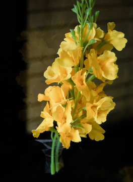 YELLOW BURMA PADAUK (PTEROCARPUS MACROCARPUS)