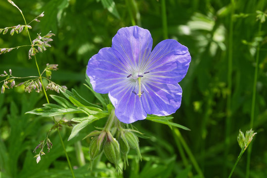 Wild blue Geranium flower, buds and foliage growing in a meadow in the sunshine amongst the grasses.
