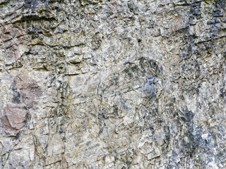 Close up of the weathered surface of a piece of a limestone.