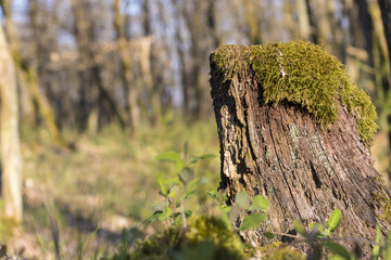 Baumstumpf im Wald