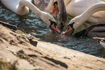 Swans eating on the riverside 