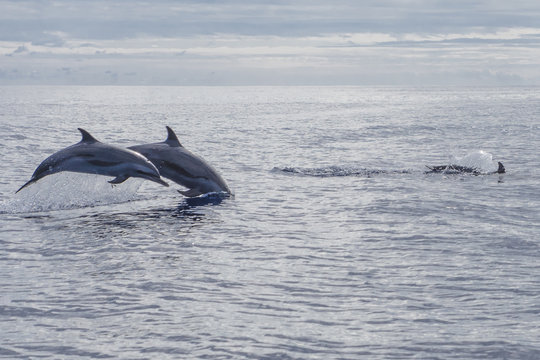 Wildlife at play