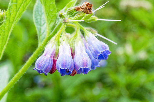 Cluster of deep pink and blue Spanish Bluebell flowers hanging from a stem.