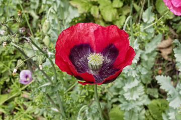 Ladybird Poppy wildflower in full bloom poppy growing in a hedgerow.